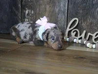Valerie, a male Miniature Dachshund for sale in Koshkonong, MO – Photo 6 of 7