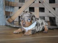 Valerie, a male Miniature Dachshund for sale in Koshkonong, MO – Photo 4 of 7