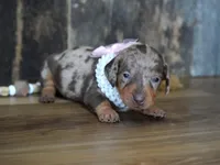 Valerie, a male Miniature Dachshund for sale in Koshkonong, MO – Photo 5 of 7