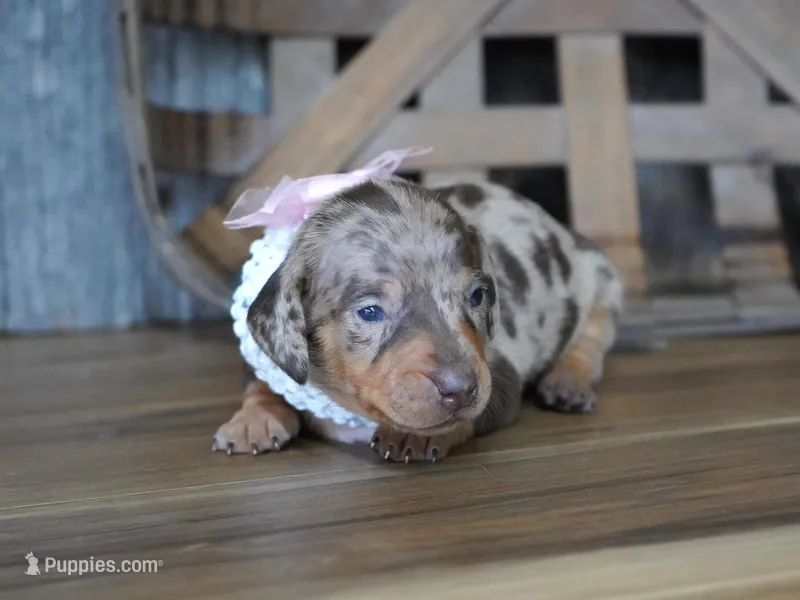 Valerie – Miniature Dachshund puppy for sale in Koshkonong, MO