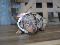 Valerie, a male Miniature Dachshund for sale in Koshkonong, MO – Photo 1 of 7