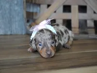 Valerie, a male Miniature Dachshund for sale in Koshkonong, MO – Photo 2 of 7