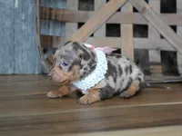 Valerie, a male Miniature Dachshund for sale in Koshkonong, MO – Photo 3 of 7