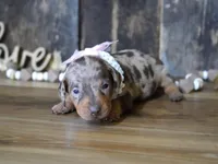 Valerie, a male Miniature Dachshund for sale in Koshkonong, MO – Photo 7 of 7