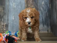 Max, a male Cavapoo for sale in Koshkonong, MO – 2 of 5