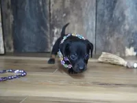 Abbi, a female Miniature Dachshund for sale in Koshkonong, MO – 2 of 8