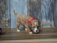 Duke, a male Cavapoo for sale in Koshkonong, MO – 4 of 6