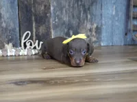 Brenna, a female Miniature Dachshund for sale in Koshkonong, MO – 5 of 5