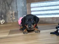 Belle, a female Miniature Dachshund for sale in Koshkonong, MO – 5 of 5