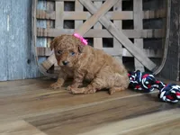 Amelia, a male Cavapoo for sale in Koshkonong, MO – 6 of 6