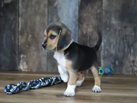 Chase, a male Beagle for sale in Koshkonong, MO – 5 of 8