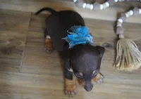 Boone, a male Miniature Dachshund for sale in Koshkonong, MO – 6 of 6