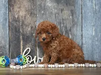 Jaxon, a male Cavapoo for sale in Koshkonong, MO – 2 of 5