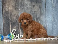 Jaxon, a male Cavapoo for sale in Koshkonong, MO – 5 of 5