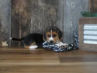 Cooper, a male Beagle for sale in Koshkonong, MO – 6 of 10