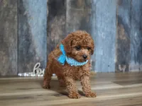 Cash, a male Cavapoo for sale in Koshkonong, MO – 2 of 4
