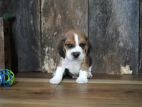 Trav, a male Beagle for sale in Koshkonong, MO – 5 of 7