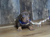 Hanson, a male Miniature Dachshund for sale in Koshkonong, MO – Photo 4 of 4