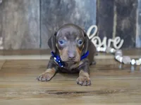 Hanson, a male Miniature Dachshund for sale in Koshkonong, MO – Photo 1 of 4