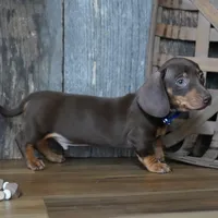 Hanson, a male Miniature Dachshund for sale in Koshkonong, MO – Photo 2 of 4