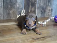 Hanson, a male Miniature Dachshund for sale in Koshkonong, MO – Photo 2 of 4