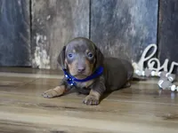 Hanson, a male Miniature Dachshund for sale in Koshkonong, MO – Photo 3 of 4