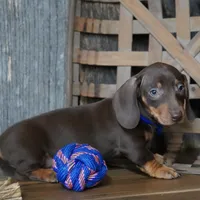Hanson, a male Miniature Dachshund for sale in Koshkonong, MO – Photo 4 of 4