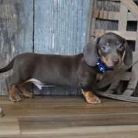 Hanson, a male Miniature Dachshund for sale in Koshkonong, MO – Photo 1 of 4