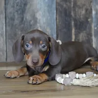 Hanson, a male Miniature Dachshund for sale in Koshkonong, MO – Photo 3 of 4
