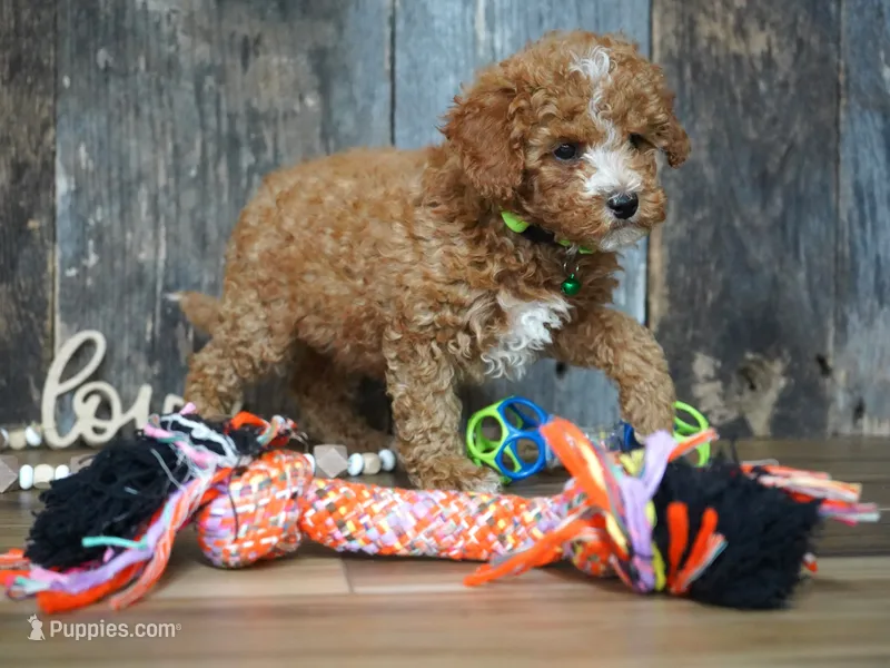 Max – Cavapoo puppy for sale in Koshkonong, MO