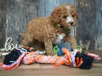 Max, a male Cavapoo for sale in Koshkonong, MO – 1 of 5