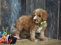 Max, a male Cavapoo for sale in Koshkonong, MO – 4 of 5