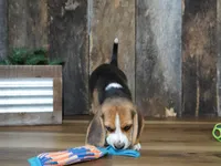 Brett, a male Beagle for sale in Koshkonong, MO – 2 of 9