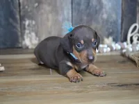 Boone, a male Miniature Dachshund for sale in Koshkonong, MO – 2 of 6