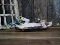 Cooper, a male Beagle for sale in Koshkonong, MO – 8 of 10