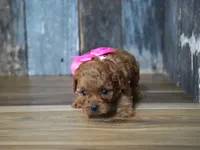 Princess, a female Cavapoo for sale in Koshkonong, MO – 2 of 4