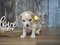 Dagan, a female Maltipoo for sale in Koshkonong, MO – 2 of 4