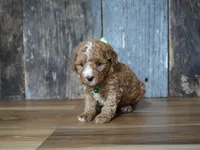 Max, a male Cavapoo for sale in Koshkonong, MO – 4 of 4