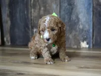 Max, a male Cavapoo for sale in Koshkonong, MO – 2 of 4