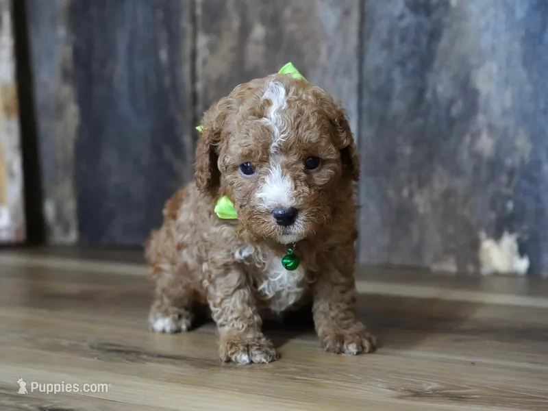 Max – Cavapoo puppy for sale in Koshkonong, MO