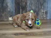 Max, a male Cavapoo for sale in Koshkonong, MO – 3 of 4