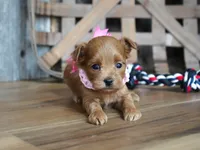 Sara, a female Maltipoo for sale in Koshkonong, MO – 7 of 7
