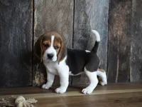 Noah, a male Beagle for sale in Koshkonong, MO – Photo 1 of 5