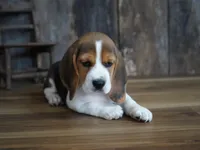 Noah, a male Beagle for sale in Koshkonong, MO – Photo 5 of 5