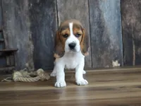 Noah, a male Beagle for sale in Koshkonong, MO – Photo 2 of 5