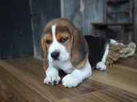 Noah, a male Beagle for sale in Koshkonong, MO – Photo 4 of 5