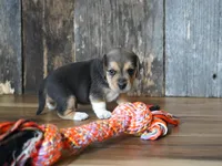 Chase, a male Beagle for sale in Koshkonong, MO – 8 of 10