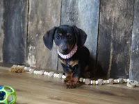 Prudy, a female Miniature Dachshund for sale in Koshkonong, MO – Photo 4 of 4