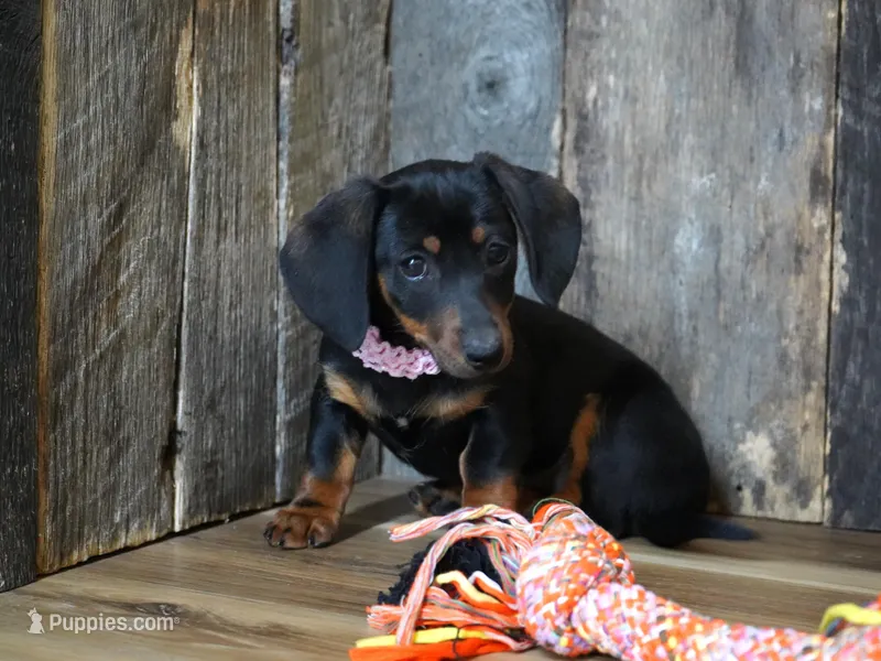 Prudy – Miniature Dachshund puppy for sale in Koshkonong, MO