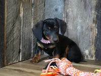 Prudy, a female Miniature Dachshund for sale in Koshkonong, MO – Photo 1 of 4